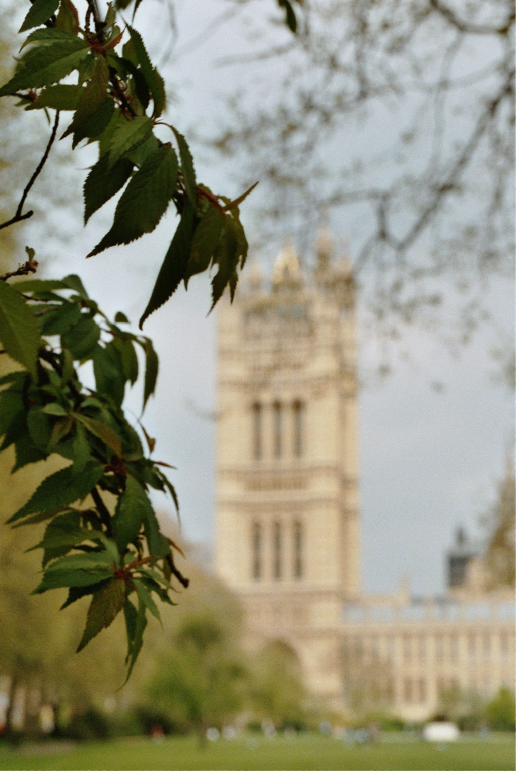 Parliament Garden (London, UK) / April 2008